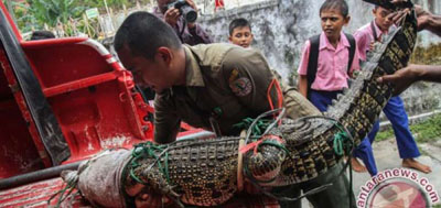 BBKSDA Riau Evakuasi Buaya Muara di Rohul